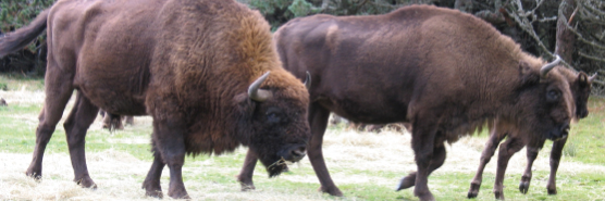 animaux_bison-bando