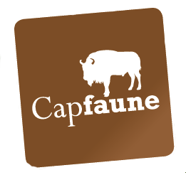 Cap faune carre